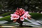 南投月桃-花10.JPG