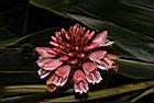 南投月桃-花18.JPG