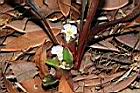 土田七-花06.JPG