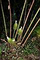 大苞閉鞘薑-花序02.JPG