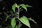 大苞閉鞘薑-葉序02.JPG