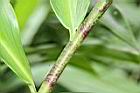 大苞閉鞘薑-葉鞘0.JPG