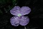 孔雀薑-花04.JPG