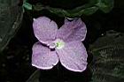孔雀薑-花08.JPG