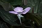 孔雀薑-花10.JPG