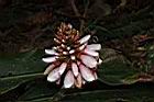 密穗山薑-花06.JPG
