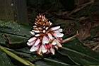 密穗山薑-花08.JPG