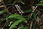 山月桃-花序01.JPG