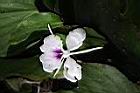 山柰-花03.JPG