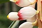 歐氏月桃-花苞02.JPG