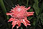 火炬薑-花08.JPG