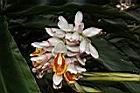 烏來月桃-花序07.JPG