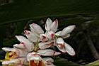 烏來月桃-花苞03.JPG