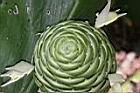 球薑-綠花序5.jpg