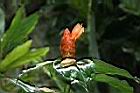 紅閉鞘薑-花00.JPG