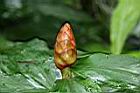 紅閉鞘薑07.JPG