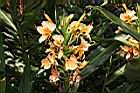 美麗蝶薑-花11.JPG