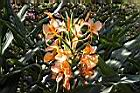 美麗蝶薑-花15.JPG