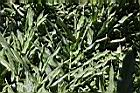美麗蝶薑04.JPG
