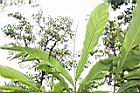 草豆蔻-未開葉09.JPG