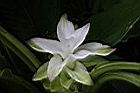 薑黃-花09.jpg