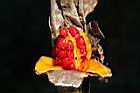 野薑花-實14.JPG