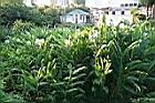 野薑花07.jpg