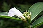 閉鞘薑-花02.jpg