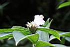 閉鞘薑-花苞00.jpg