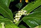 雙翅舞花薑-株芽00.JPG