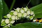 雙翅舞花薑-株芽01.JPG