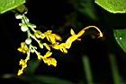 雙翅舞花薑-花03.JPG