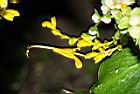 雙翅舞花薑-花04.JPG