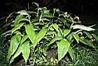 雙翅舞花薑03.JPG