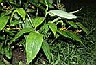 雙翅舞花薑06.JPG