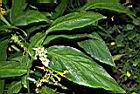 雙翅舞花薑08.JPG