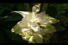 鬱金-花02.jpg