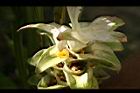 鬱金-花04.jpg