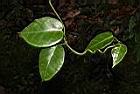 台灣牛嬭菜-葉08.JPG