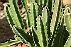 大花犀角13.jpg