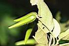 絨毛芙蓉蘭-實01.jpg