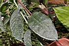 蜂出巢-葉01.JPG