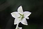 釘頭果-花萼1.jpg