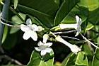 非洲茉莉-花0.jpg