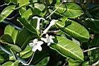 非洲茉莉-花2.jpg