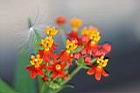 馬利筋-花6.jpg