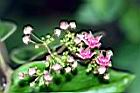 鷗蔓-花02.jpg