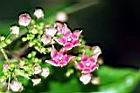 鷗蔓-花05.jpg