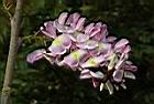 南洋櫻-花02.JPG
