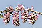 南洋櫻-花序20.JPG